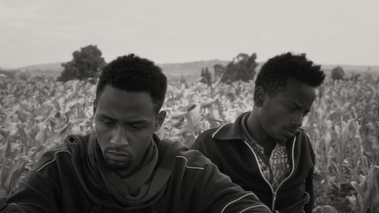 Two young men sit in a vast field of khat in an image from FAYA DAYI.